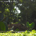 20090423 Singapore Zoo  1 of 31 